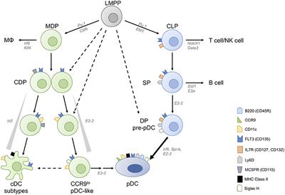 What Makes a pDC: Recent Advances in Understanding Plasmacytoid DC Development and Heterogeneity